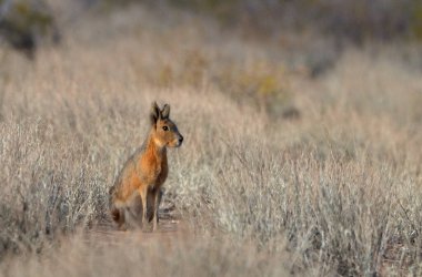 Andean Thorneater (phrygilus gayi), Arjantinli patagonya kuşu