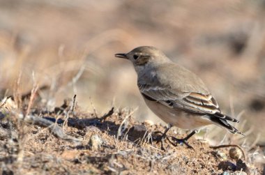 Andean Thorneater (phrygilus gayi), Arjantinli patagonya kuşu