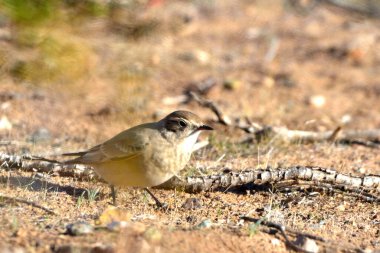 Andean Thorneater (phrygilus gayi), Arjantinli patagonya kuşu