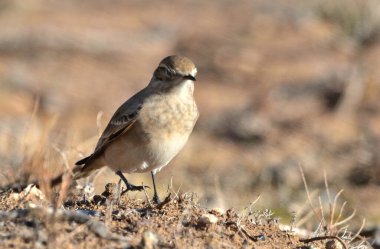 Andean Thorneater (phrygilus gayi), Arjantinli patagonya kuşu