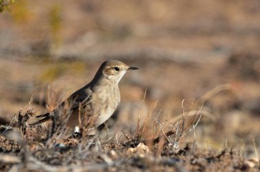Andean Thorneater (phrygilus gayi), Arjantinli patagonya kuşu