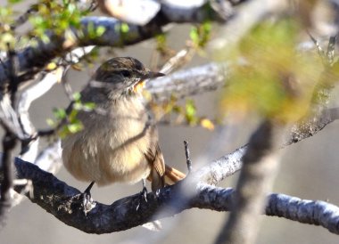 Soluk Kanadalı (asthenes modesta), Arjantinli patagonya kuşu