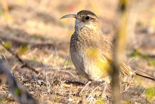 steppe bandurrita (upucerthia dumetaria), Arjantin patagonya kuşu.