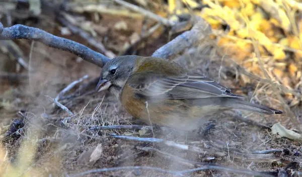 Ve dikenli diken, Arjantin patagonya kuşu