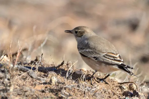 Andean Thorneater (phrygilus gayi), Arjantinli patagonya kuşu