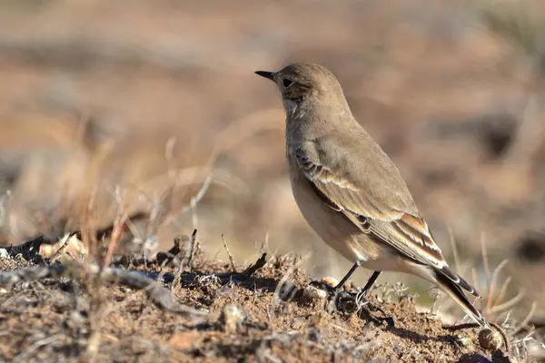 Andean Thorneater (phrygilus gayi), Arjantinli patagonya kuşu