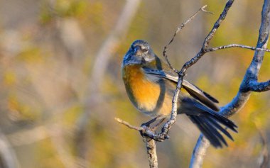 Ağaçtaki güzel kuş