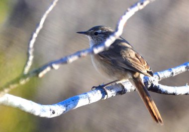 Doğadaki güzel kuşun manzarası
