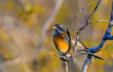 Erkek ispinozu ormandaki doğal habitatında, İsveç