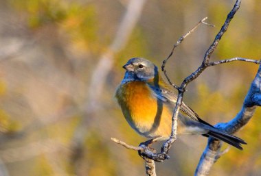 Ormanda bir ağacın dalında bir kuş oturuyor.