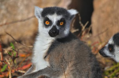 yüzük - halka lemur (cmur catta )