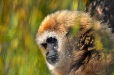 Asya kırmızı kuyruklu bir makağa yakın çekim