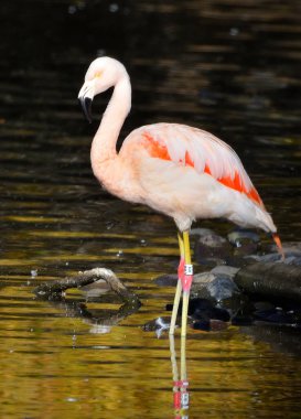 Flamingo kuşu gölde