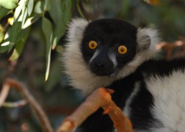 madagaskar 'dan siyah ve karlı lemur