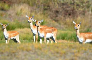 Bir çift siyah antilop.