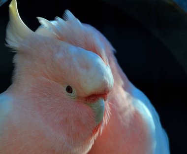 kırmızı bir papağan yakın çekim