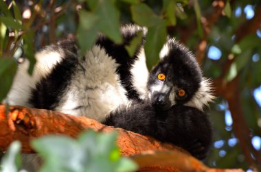 madagaskar 'dan siyah ve karlı lemur