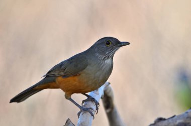 kırmızı ardıç kuşu (turdus rufiventris), Arjantin patagonisi