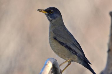 patagonya ardıç kuşu (turdus falklandii), Arjantin patagonisi