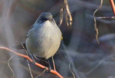 Gri bit (serpophaga nigricanlar), Arjantin patagonisi