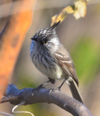 Bir ağacın dalındaki kuş.
