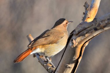 Hornero (furnarius rufus), Arjantin patagonisi