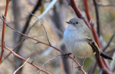 Gri bit (serpophaga nigricanlar), Arjantin patagonisi