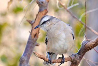 Büyük Calandria (mimus saturninus), Arjantin patagonisi