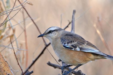 Büyük Calandria (mimus saturninus), Arjantin patagonisi