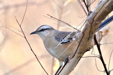 Büyük Calandria (mimus saturninus), Arjantin patagonisi