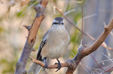 Büyük Calandria (mimus saturninus), Arjantin patagonisi