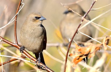 müzik ardıç kuşu (agelaioides badius), Arjantin patagonya