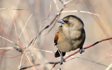 müzik ardıç kuşu (agelaioides badius), Arjantin patagonya