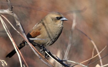 müzik ardıç kuşu (agelaioides badius), Arjantin patagonya