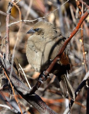müzik ardıç kuşu (agelaioides badius), Arjantin patagonya
