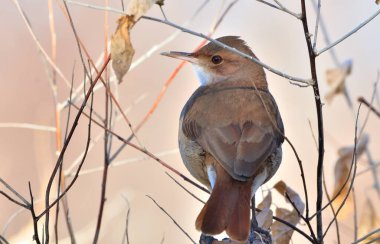 Hornero (furnarius rufus), Arjantin patagonisi