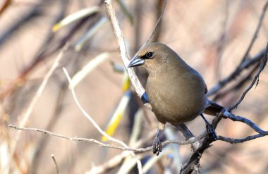 müzik ardıç kuşu (agelaioides badius), Arjantin patagonya