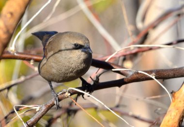 müzik ardıç kuşu (agelaioides badius), Arjantin patagonya