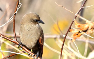müzik ardıç kuşu (agelaioides badius), Arjantin patagonya