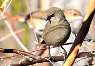 müzik ardıç kuşu (agelaioides badius), Arjantin patagonya