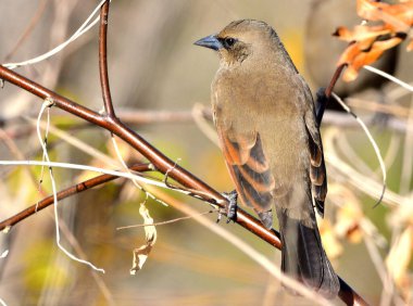 müzik ardıç kuşu (agelaioides badius), Arjantin patagonya