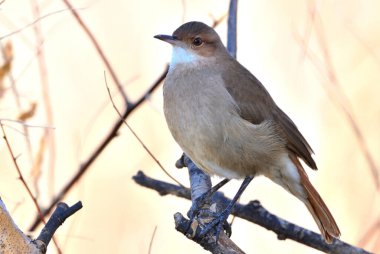 Hornero (furnarius rufus), Arjantin patagonisi