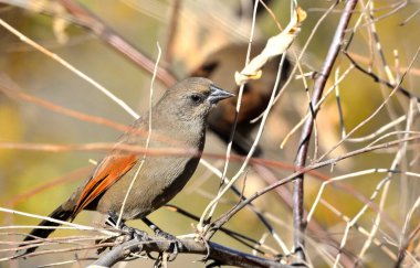 müzik ardıç kuşu (agelaioides badius), Arjantin patagonya