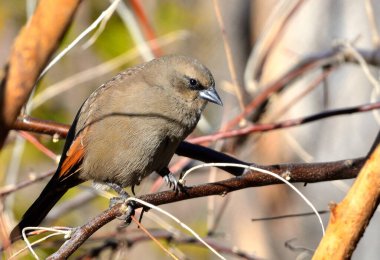 müzik ardıç kuşu (agelaioides badius), Arjantin patagonya