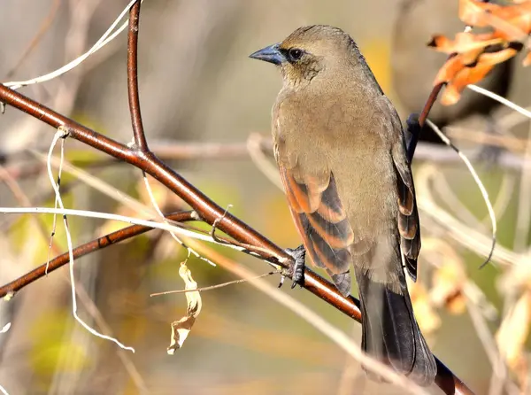 müzik ardıç kuşu (agelaioides badius), Arjantin patagonya