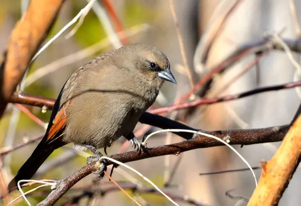 müzik ardıç kuşu (agelaioides badius), Arjantin patagonya