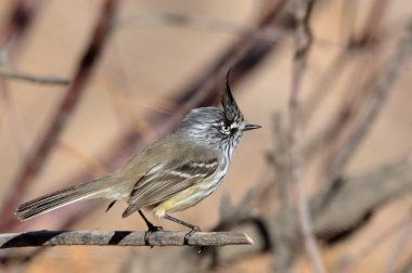 Siyah gagalı kakudito (anairetes parulus), Arjantin patagonisi
