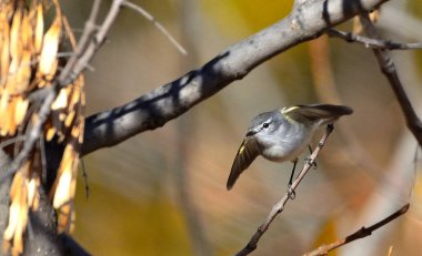 Warbler Bit (Serpophaga griseicapilla), Arjantin Patagonya