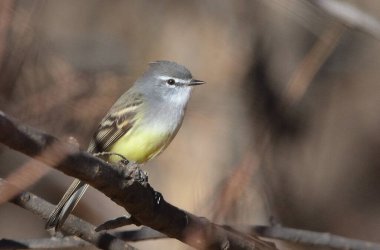 Warbler Bit (Serpophaga griseicapilla), Arjantin Patagonya