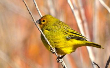 Altın siskin (sicalis flaveola), erkek, Arjantin patagonisi